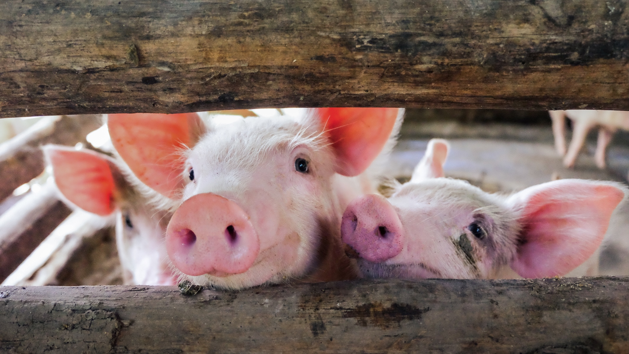 Pig representing the animal origin of Mewery protein