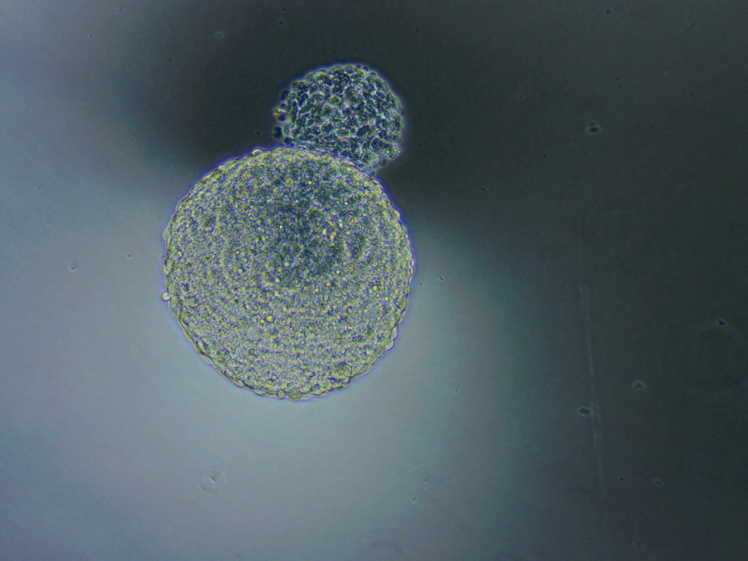Microscopy visual for cell platform