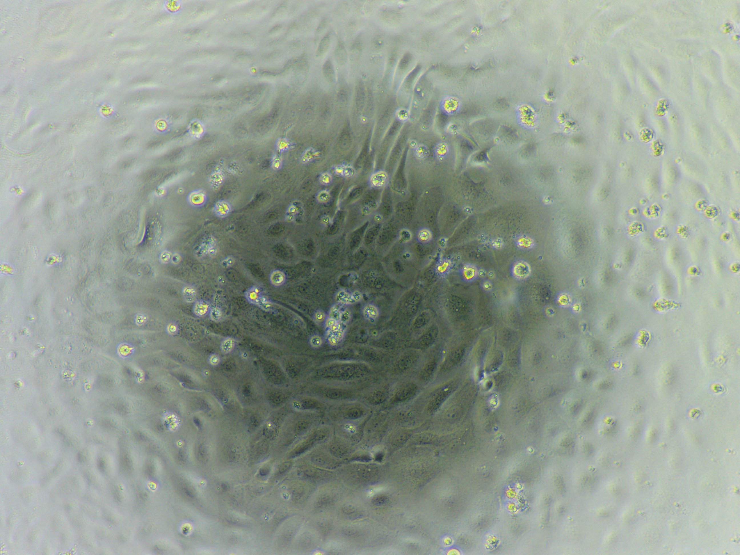 Microscopy visual for reported yield